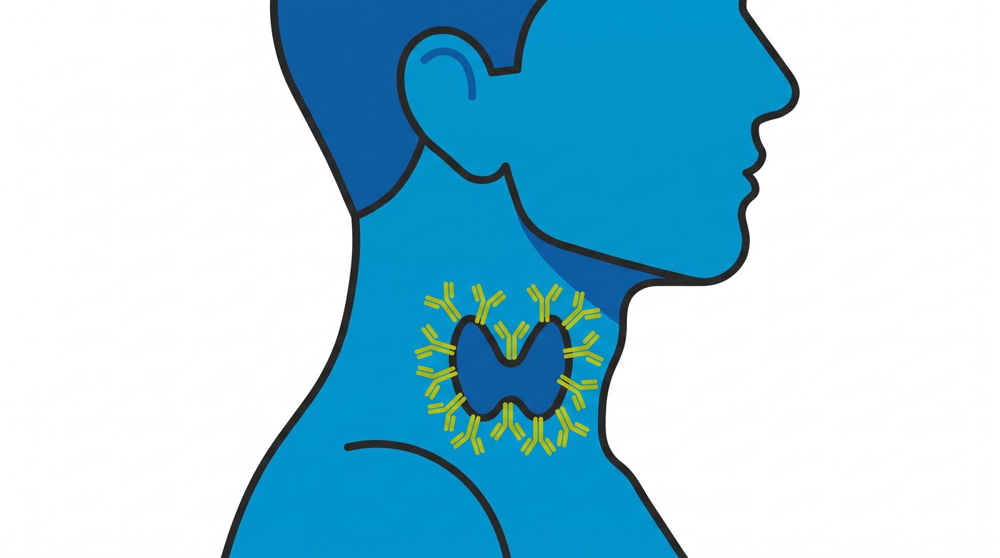 Illustration: antibodies attacking the thyroid gland at the front of the neck