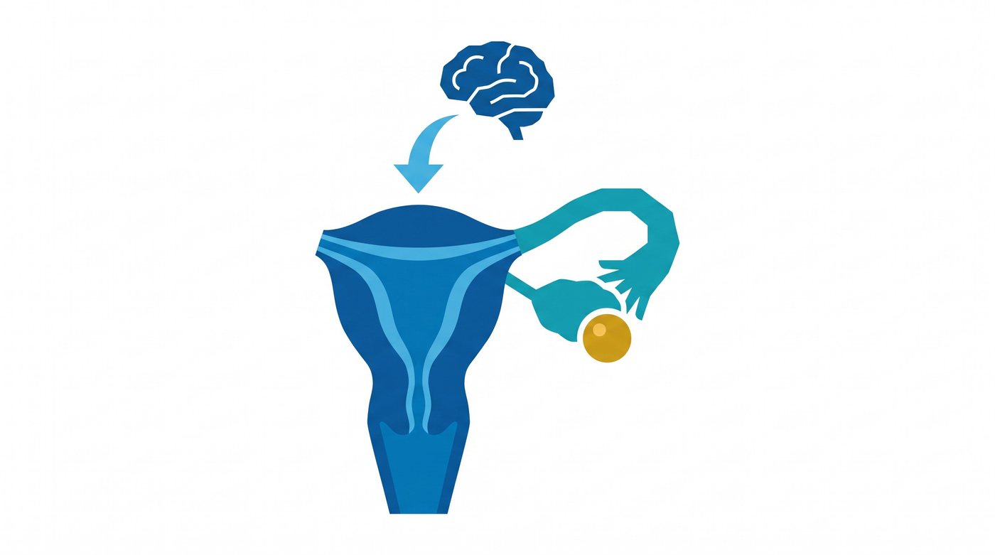 Illustration: the brain signalling the ovary to release an egg into the fallopian tube